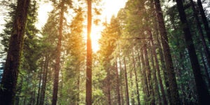 Forest Background